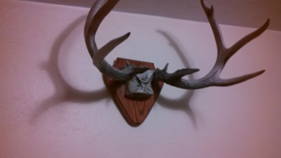 Auction Photo